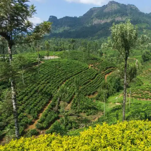 reise mit uns sri lanka Bandarawela